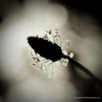 Whispering Fragrance